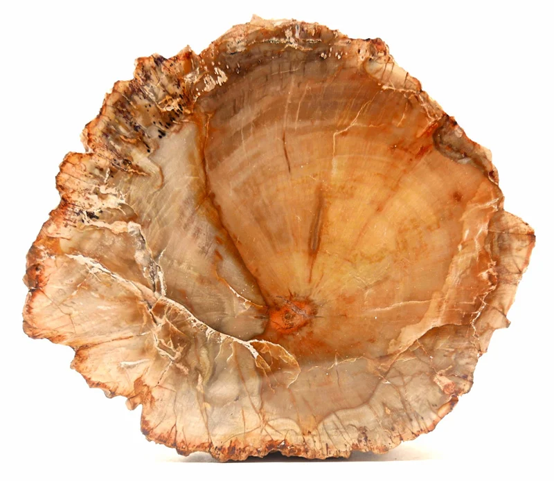 Xilópalo: propiedades, significado y usos del fósil de madera petrificada