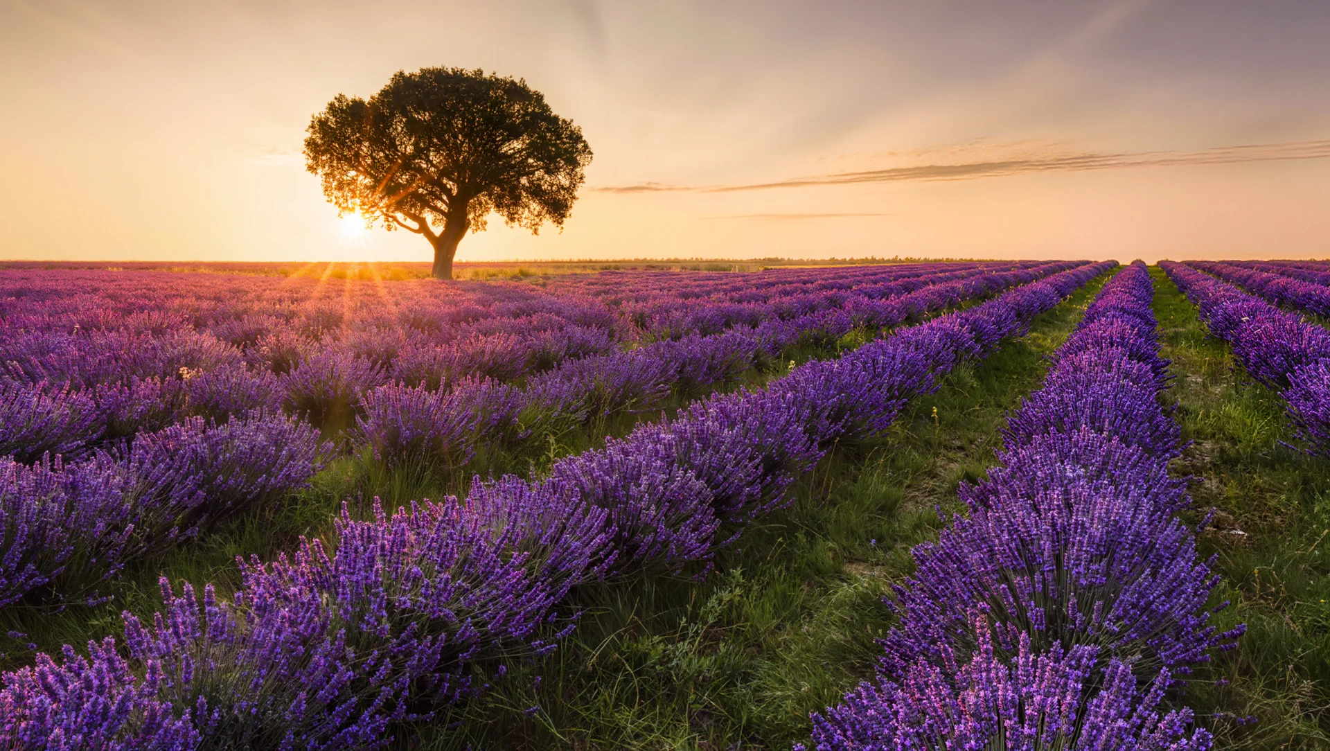 Aceite esencial de lavanda: propiedades, usos y para qué sirve
